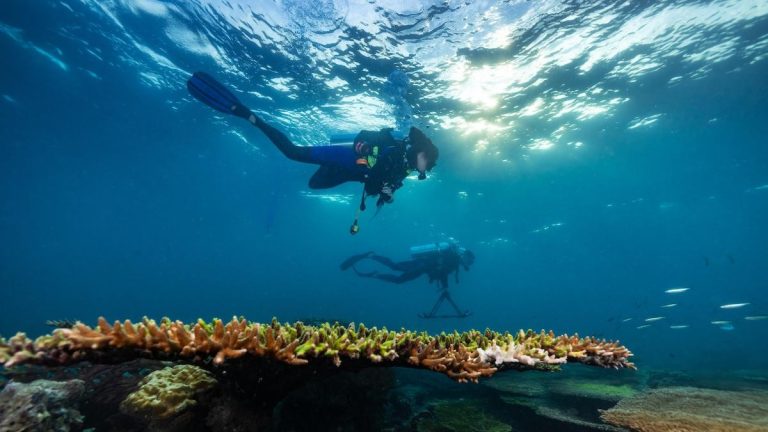 Red Sea Corals